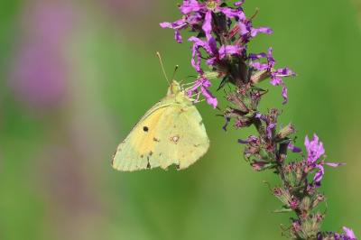 <i>Colias crocea</i>