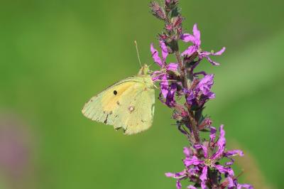 <i>Colias crocea</i>