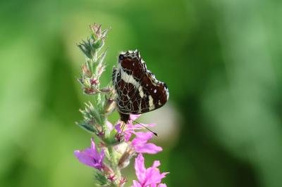 <i>Araschnia levana</i>