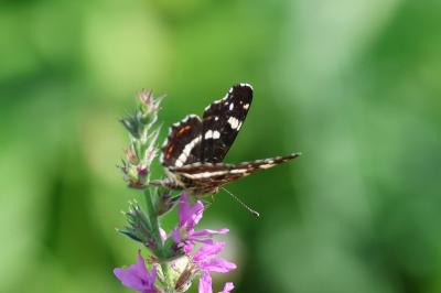 <i>Araschnia levana</i>