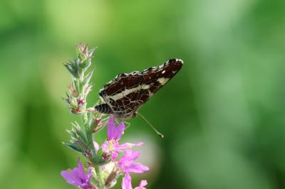 <i>Araschnia levana</i>