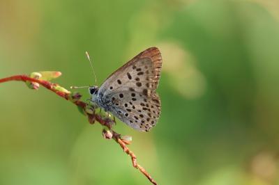 <i>Lycaena tityrus</i>