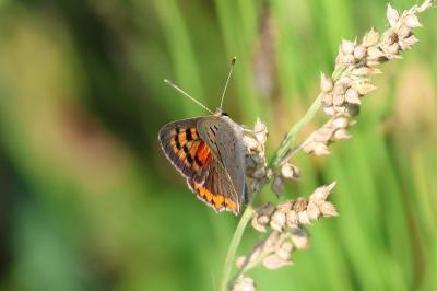 <i>Lycaena phlaeas</i>