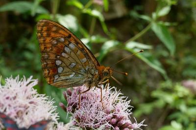 <i>Fabriciana adippe</i>