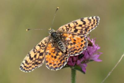 <i>Melitaea didyma</i>