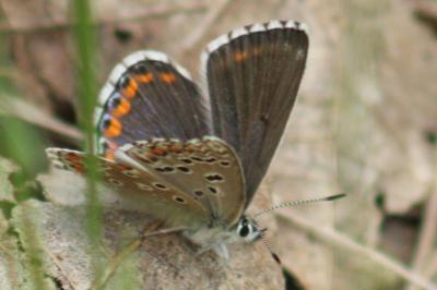 <i>Lysandra bellargus</i>