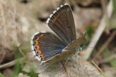 <i>Lysandra bellargus</i>