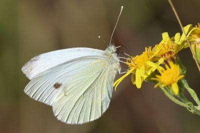 <i>Pieris napi</i>