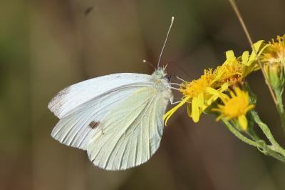 <i>Pieris napi</i>