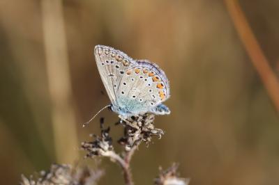 <i>Polyommatus icarus</i>