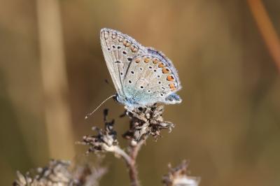 <i>Polyommatus icarus</i>