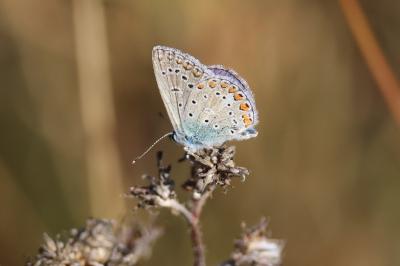 <i>Polyommatus icarus</i>