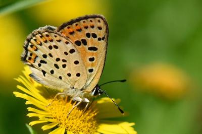 <i>Lycaena tityrus</i>