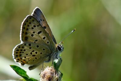 <i>Lycaena tityrus</i>