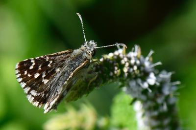 <i>Pyrgus armoricanus</i>
