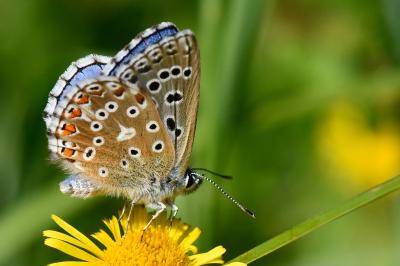<i>Lysandra bellargus</i>