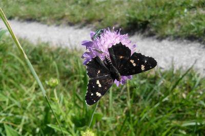 <i>Araschnia levana</i>