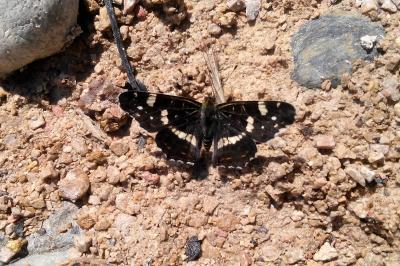 <i>Araschnia levana</i>