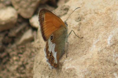 <i>Coenonympha arcania</i>