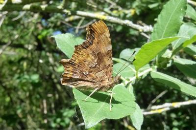 <i>Polygonia c-album</i>
