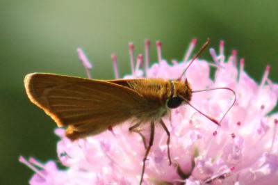 <i>Thymelicus acteon</i>