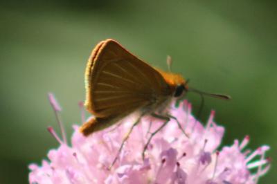 <i>Thymelicus acteon</i>