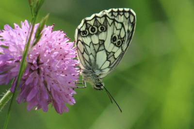 <i>Melanargia galathea</i>