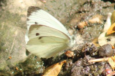 <i>Pieris napi</i>