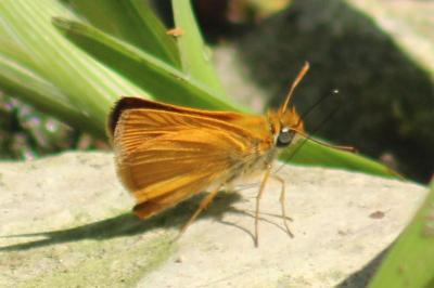 <i>Thymelicus acteon</i>