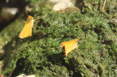<i>Thymelicus acteon</i>