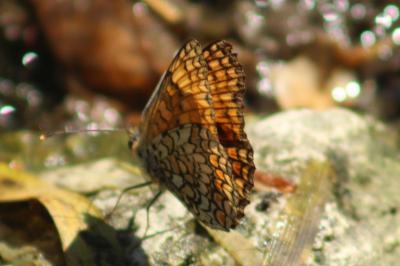 <i>Melitaea phoebe</i>