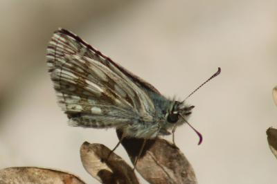 <i>Pyrgus carthami</i>