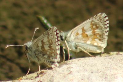 <i>Pyrgus carthami</i>
