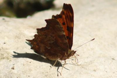 <i>Polygonia c-album</i>