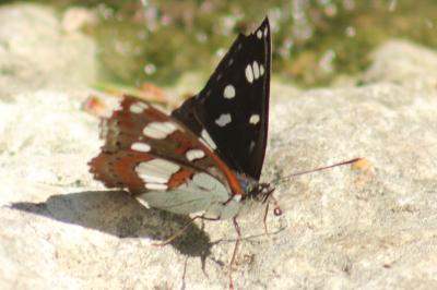 <i>Limenitis reducta</i>