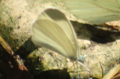 <i>Leptidea sinapis/reali/juvernica</i>