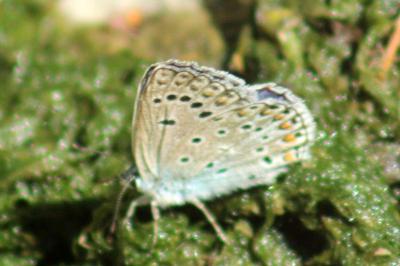 <i>Polyommatus escheri</i>