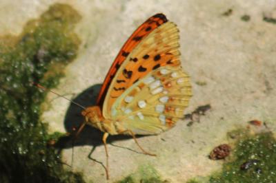 <i>Fabriciana adippe</i>