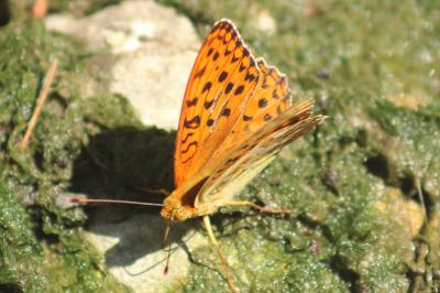 <i>Fabriciana adippe</i>