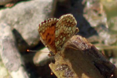 <i>Melitaea celadussa</i>