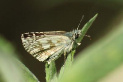 <i>Pyrgus carthami</i>