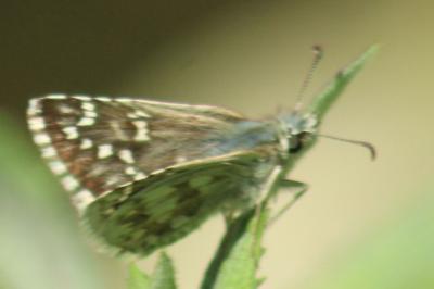 <i>Pyrgus carthami</i>