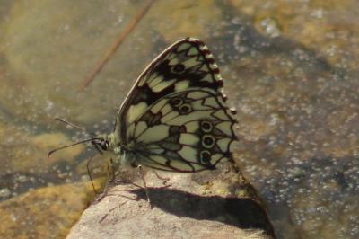 <i>Melanargia galathea</i>