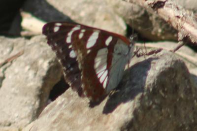 <i>Limenitis reducta</i>