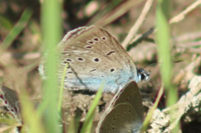 <i>Polyommatus amandus</i>