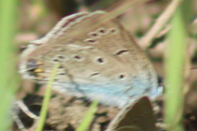 <i>Polyommatus amandus</i>