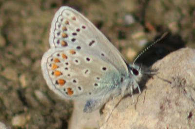 <i>Polyommatus icarus</i>