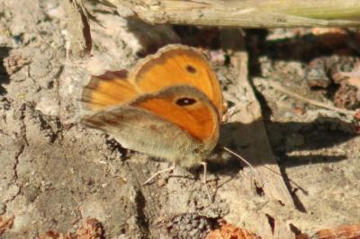<i>Coenonympha pamphilus</i>