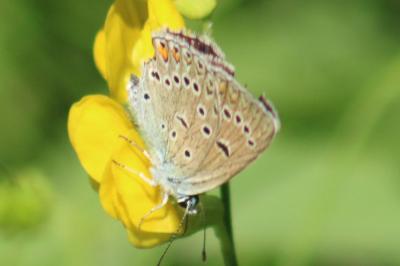 <i>Polyommatus amandus</i>