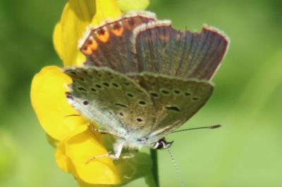 <i>Polyommatus amandus</i>